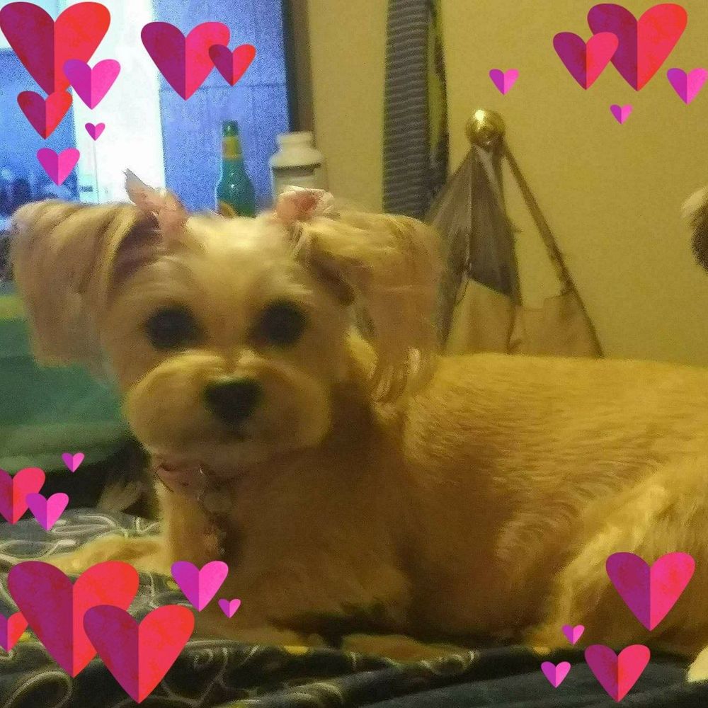 Meet your Posher, Lisa